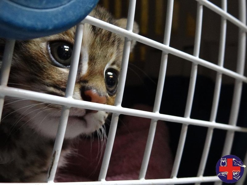 A lost baby leopard cat was found in a partially developed suburb in Miaoli. 