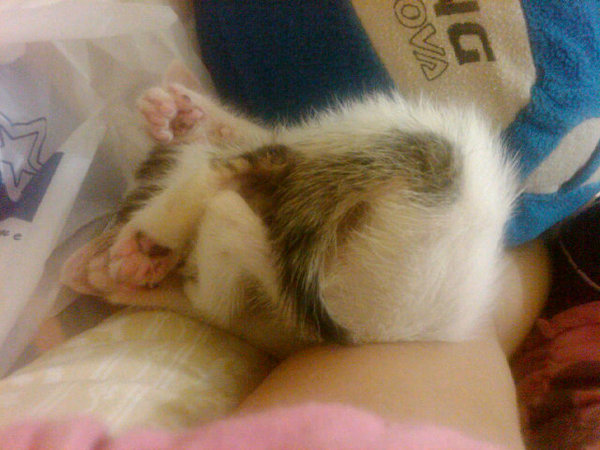 pose tidur Dorami yg aneh... XD