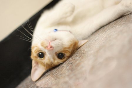cats.jpg