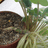 http://images.plurk.com/22883106dba84ef7881f76b7d697c75c.jpg