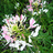 http://images.plurk.com/233086dd459d317184a9b48cbd7189c7.jpg