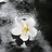 http://images.plurk.com/3163fda760091575a321549b4c0b013e.jpg
