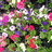 http://images.plurk.com/404c7601bcf2ac68df1b0e3d7c368741.jpg