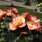 http://images.plurk.com/5299364_4c7f592f5ba0a03fcfb952132bc76ab5.jpg