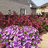 http://images.plurk.com/5299364_a356169768c533c894992f9e6b1bfefc.jpg