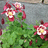 http://images.plurk.com/5299364_ab1507f23855fe4adb771038d99c5cc7.jpg