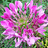 http://images.plurk.com/89ed9dee44b3cc71c719caf805af21db.jpg