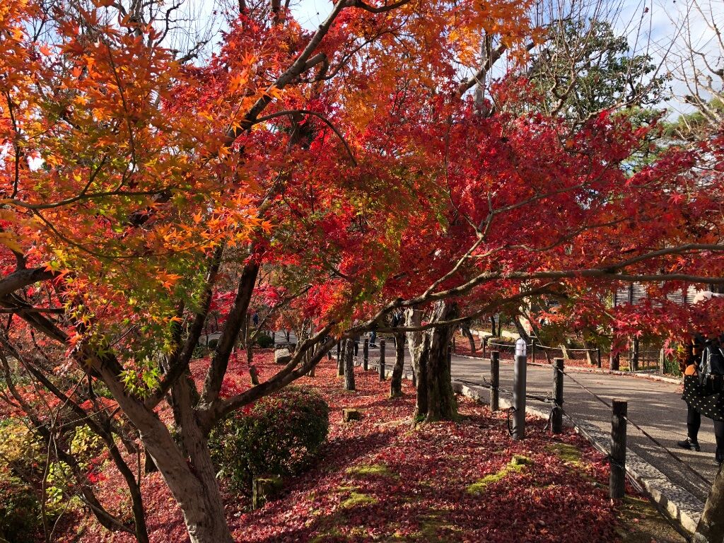 圖 紅葉見頃預測網站