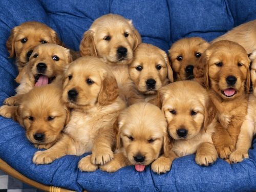 Puppies