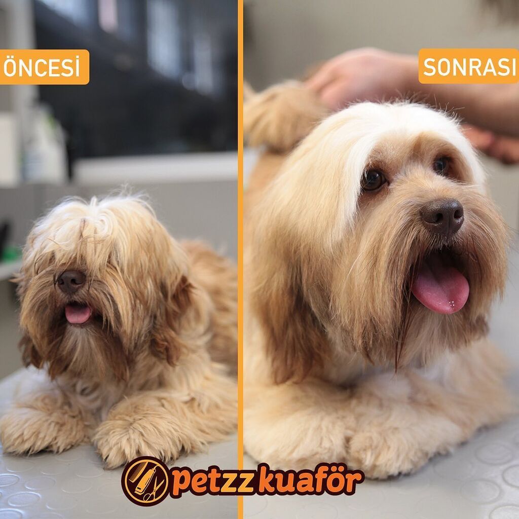 kopekkuafor Köpek kuaförü arıyorsanız doğru adresi söylüyorum