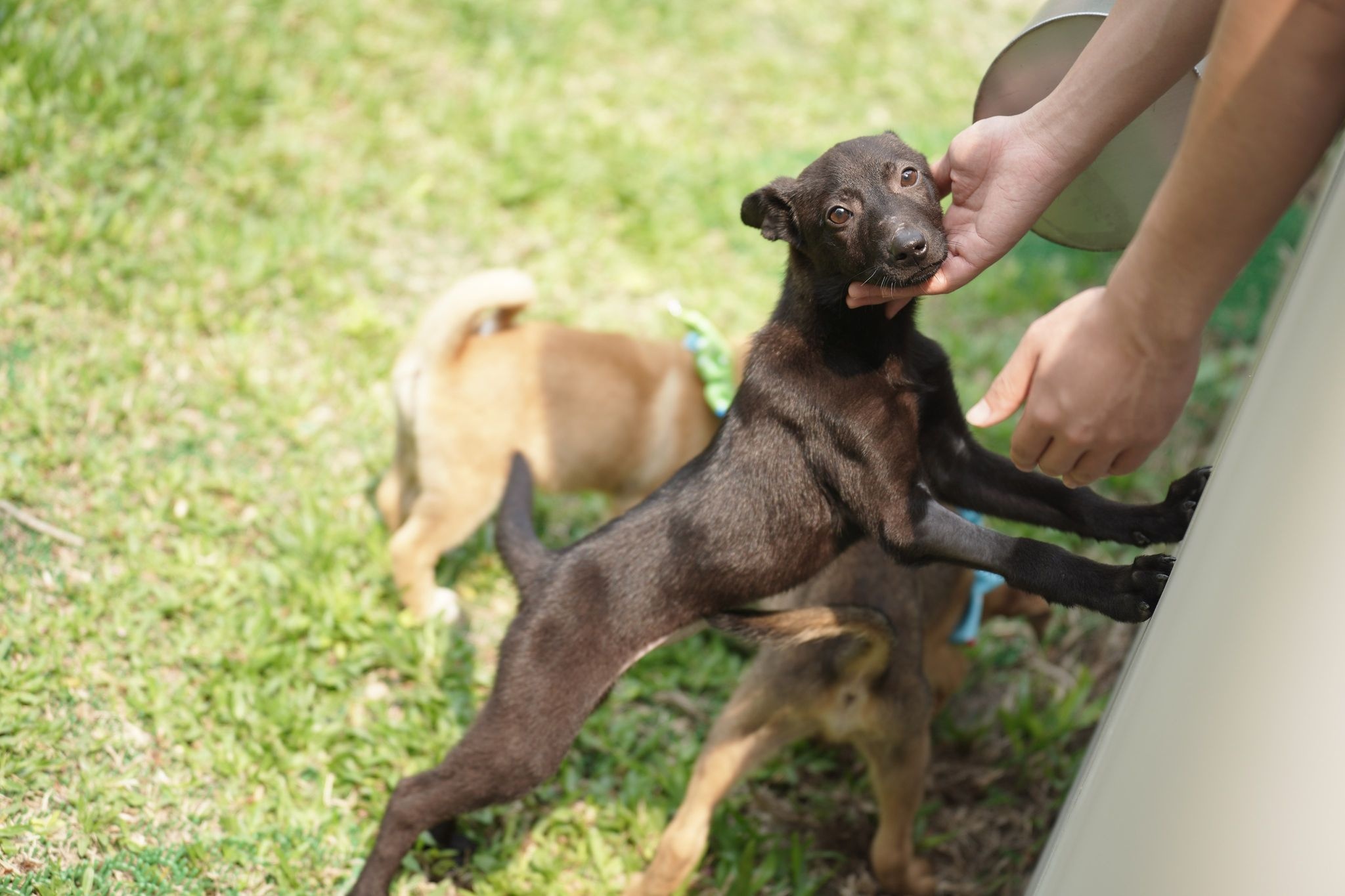 台灣之心愛護動物協會 新家hen素西 台中后里動物之家 臺中市動物 之家在4月初搬新家啦 辛苦的工作人員前往國外參觀許多收容設施 與建築設計師們經過漫長的討論 終於設計出現在的后里動物之家