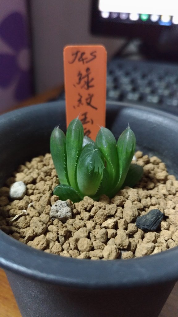 圖檔