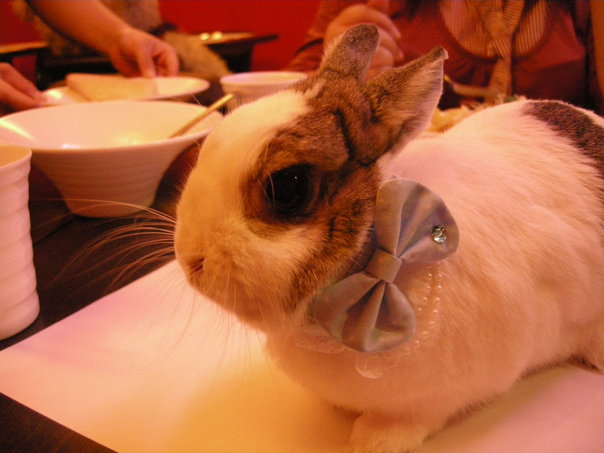 https://images.plurk.com/3132190_510767bd9ffd6d88c92f976f5557eb71.jpg