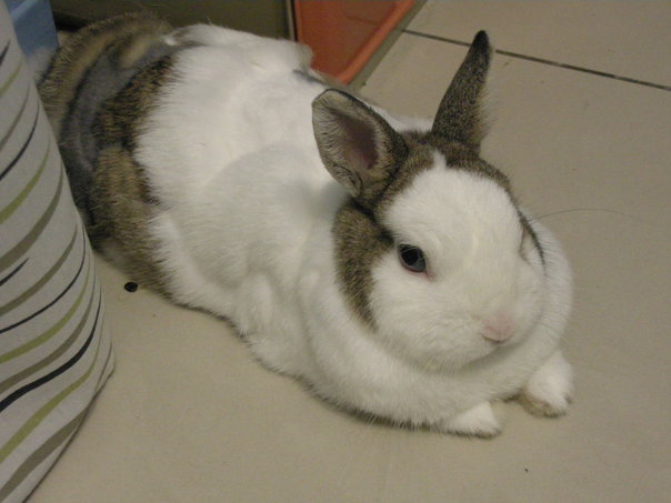 https://images.plurk.com/3132190_b50596f4f8b89a75859e2380ec66e494.jpg