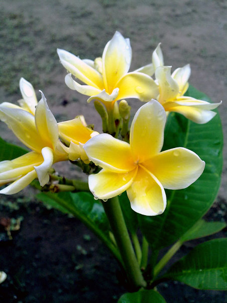 Gambar Bunga Jepun Bali