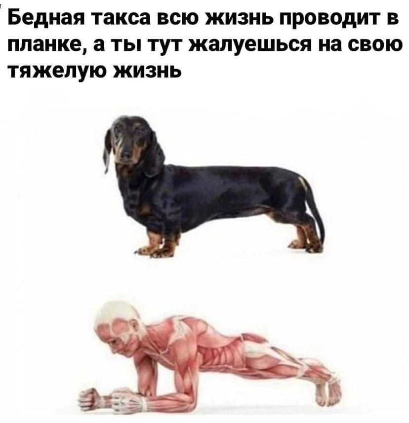 Такса мем