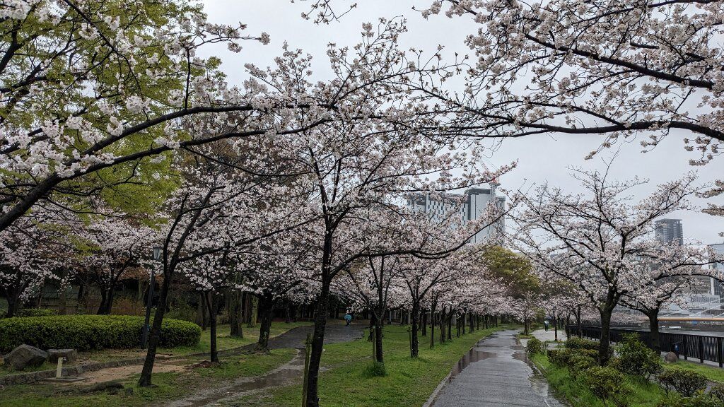 圖 0326 大阪櫻花現況