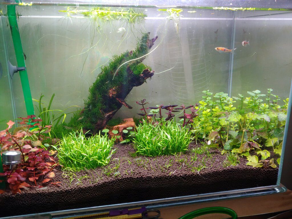虎月寫日記 魚缸裡的狀態好像已經逐漸穩定 也放入新的水草 和活體 活體是舊缸裡的 似乎好像適應良好 這樣就不用擔心了 可能最近會在進一些新的活體 這樣應該就能完成 不過一尺半的剛需要的水草小型或許會比較好 虎月寫日記 魚缸裡的狀態好像已經逐漸穩定 也放入新的水草 和活體 活體是舊缸裡的 似乎好像適應良好 這樣就不用擔心了 可能最近會在進一些新的活體 這樣應該就能完成 不過一尺半的剛需要的水草小型或許會比較好