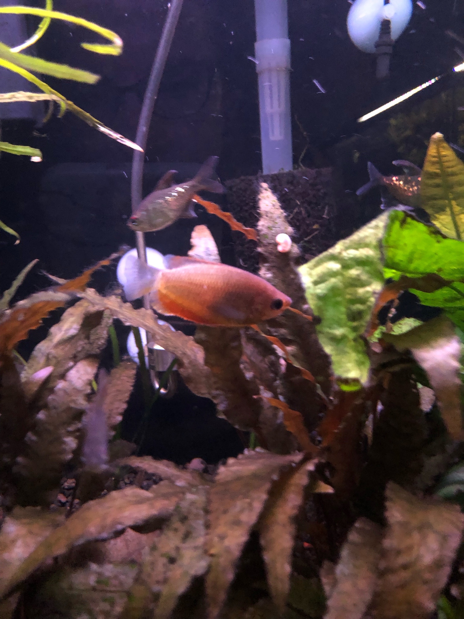 How to tell a Honey Gourami from other small Gourami species - General ...