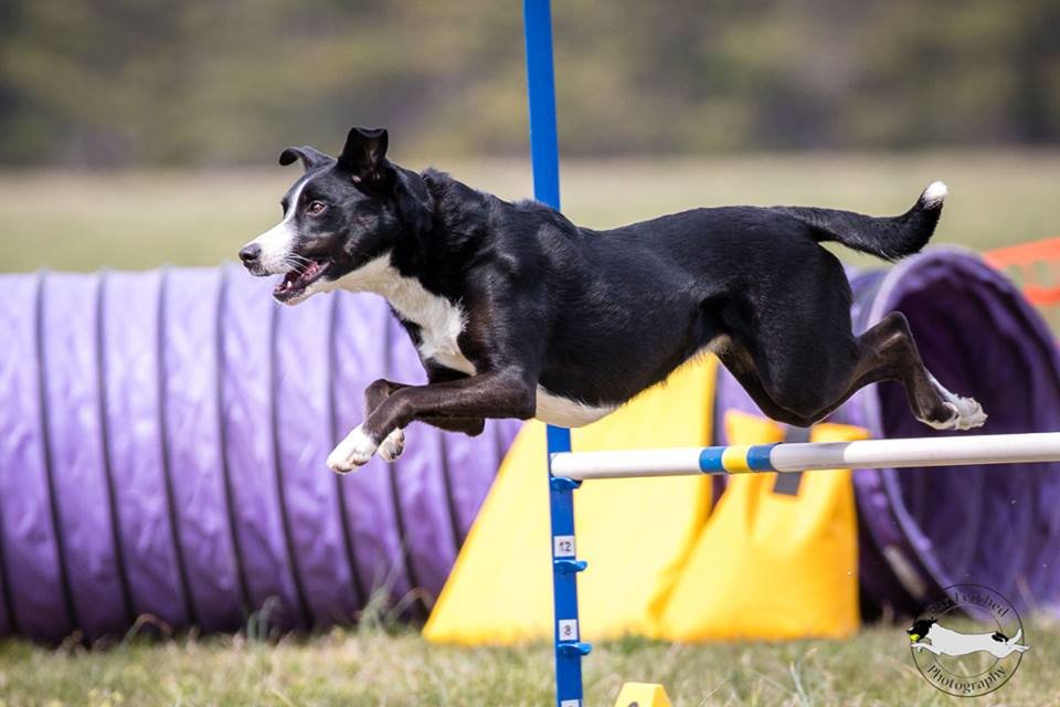 Genomia: Genetic tests for dogs of breed: Border Collie