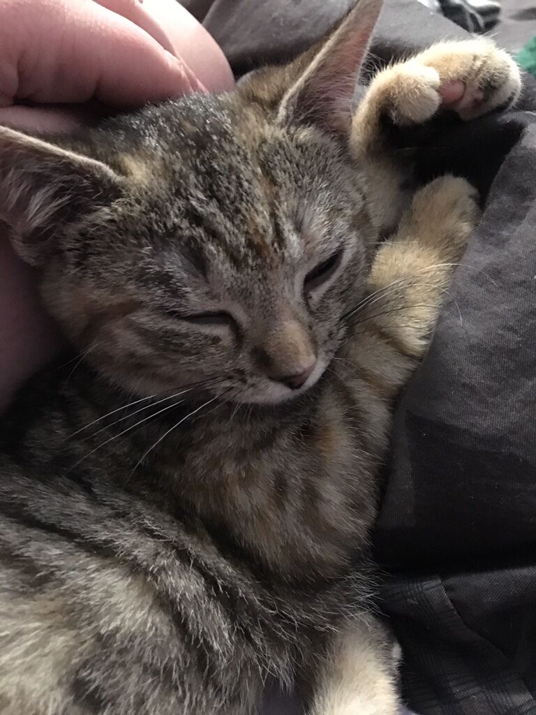 Bonnie's the biggest cuddlebug and I love her so much