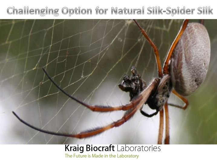 Alicedavizz Challenging Option For Natural Silk Spider Silk Challenging Option For