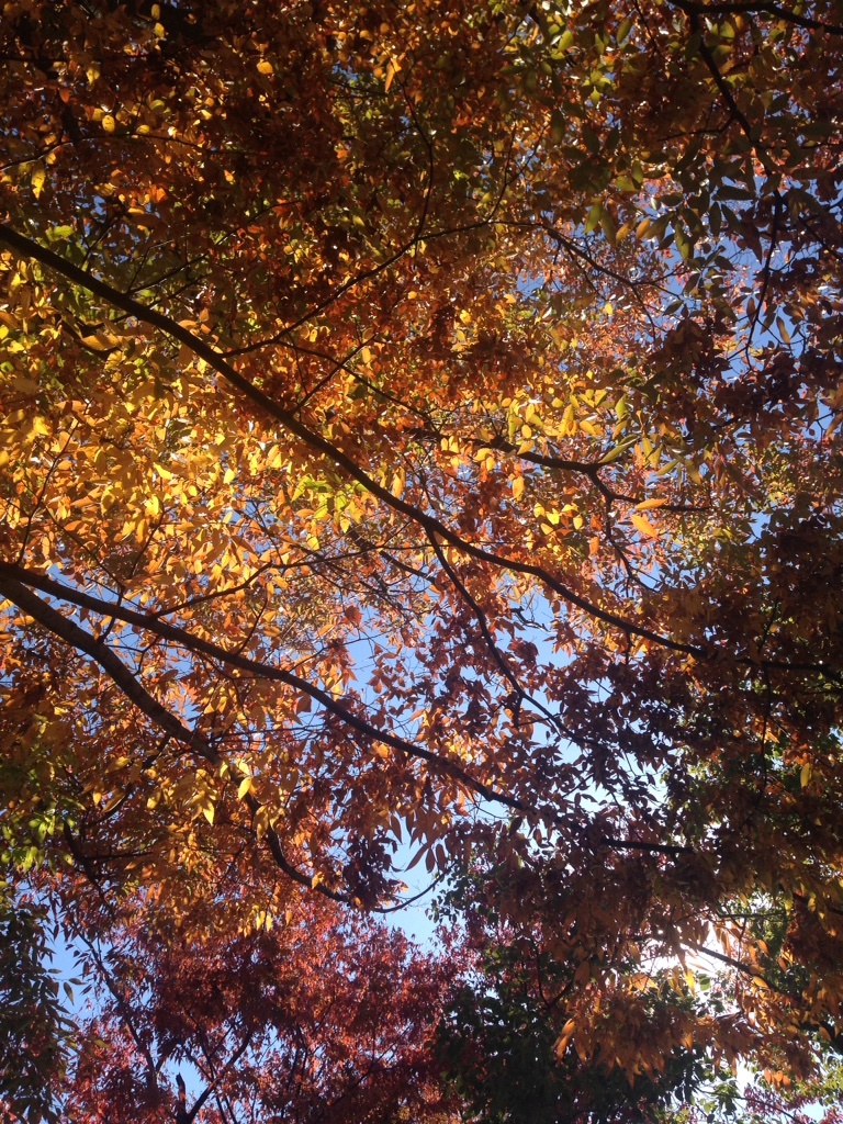 Papa Ya 好古園的紅葉不是最多的 但因為有造景 而且樹木的照料也是以讓人欣賞紅葉為目的 所以怎麼拍怎麼美偷藏菊科小花 啊就菊花好嗎這應該是站在渡り廊吧 橫跨水面的橋廊