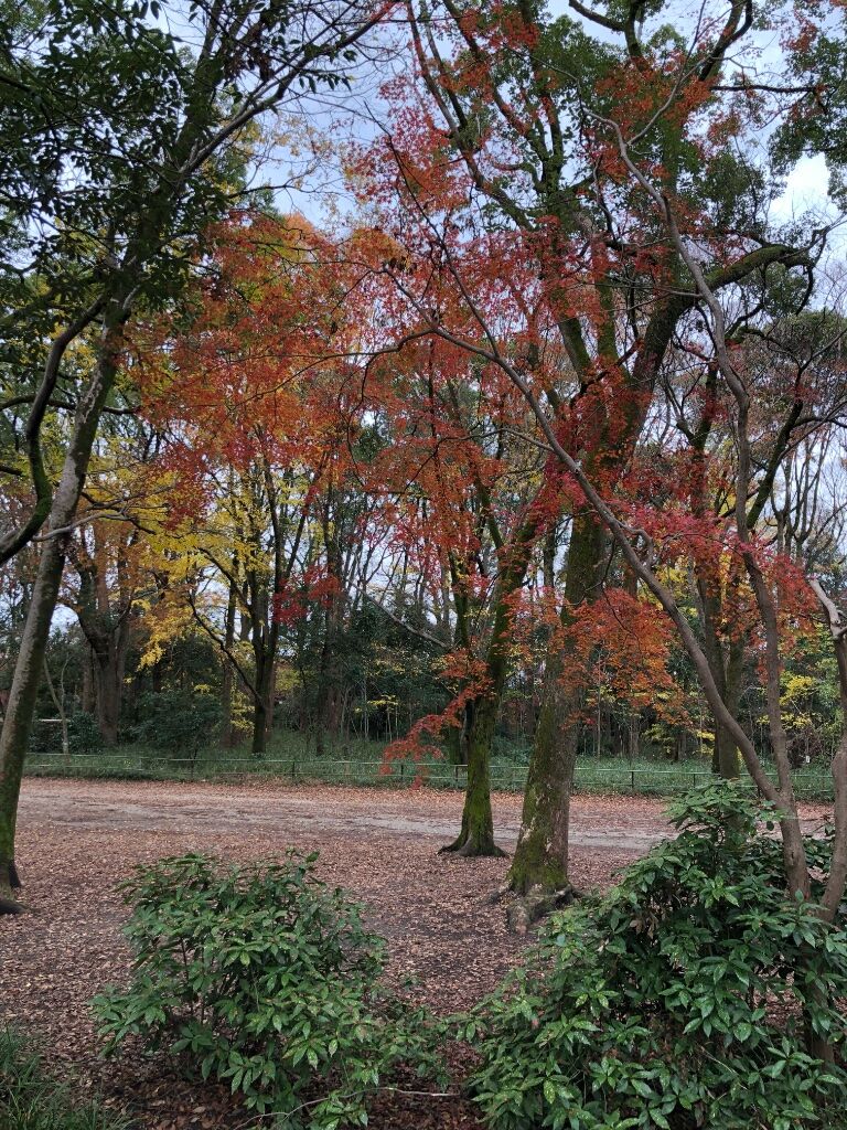 圖 紅葉見頃預測網站