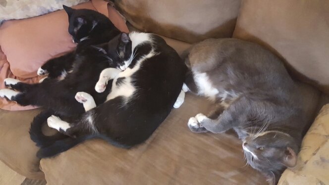 two black and white cats and one gray and white cat