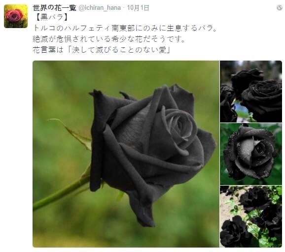 一攤 貓汁黑紅薔薇的花語是 絕不會滅絕的愛 附帶一提 黑薔薇的花語是 你到死都是我的所有物 O1sfl5 Plurk