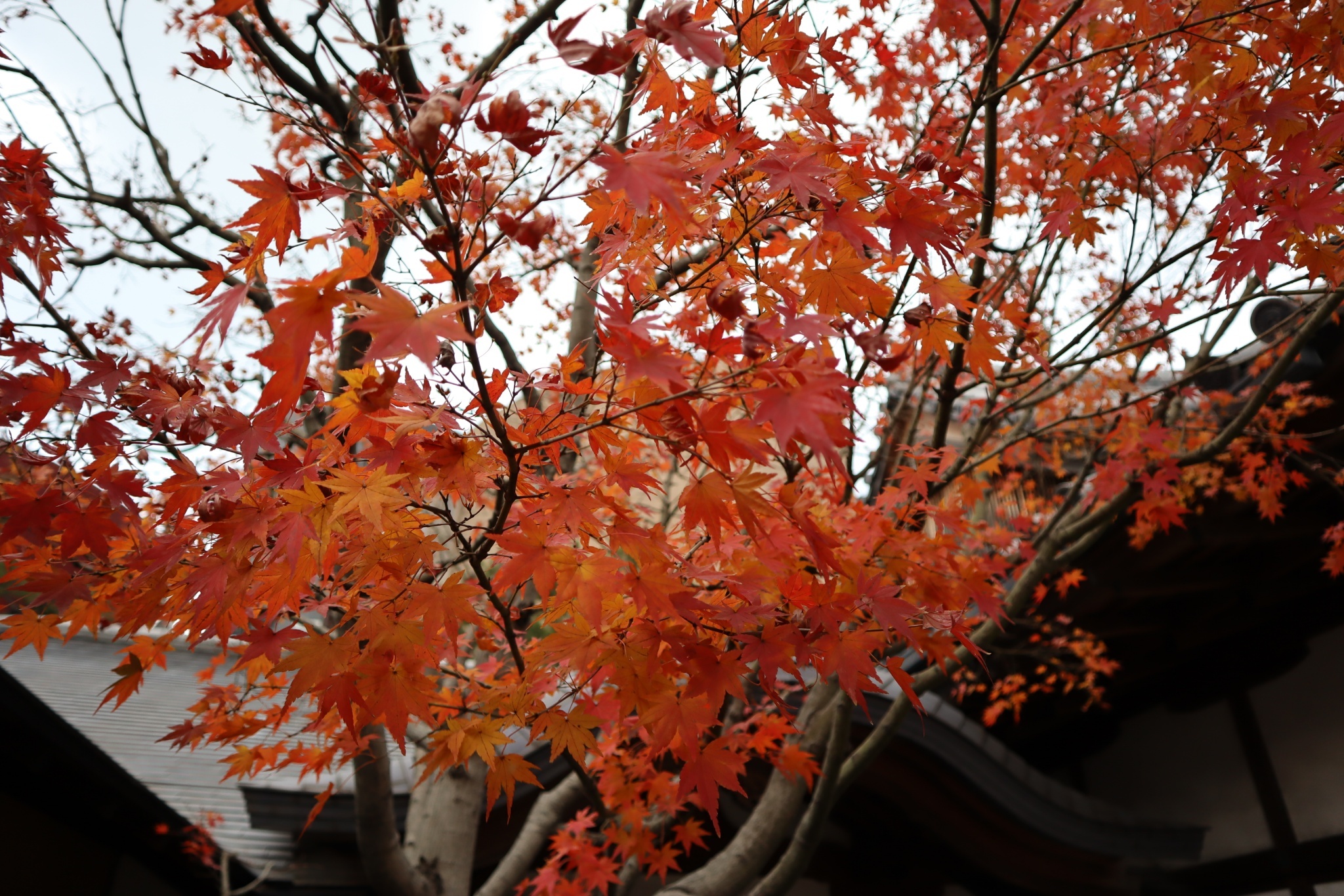 圖 12月的北九州迷妹旅