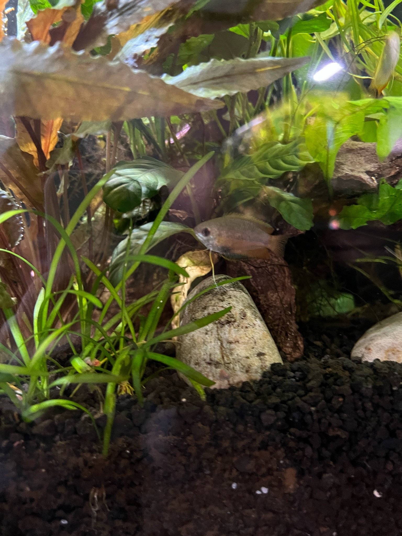 Sick/injured gold honey gourami? - Diseases - C.A.R.E.