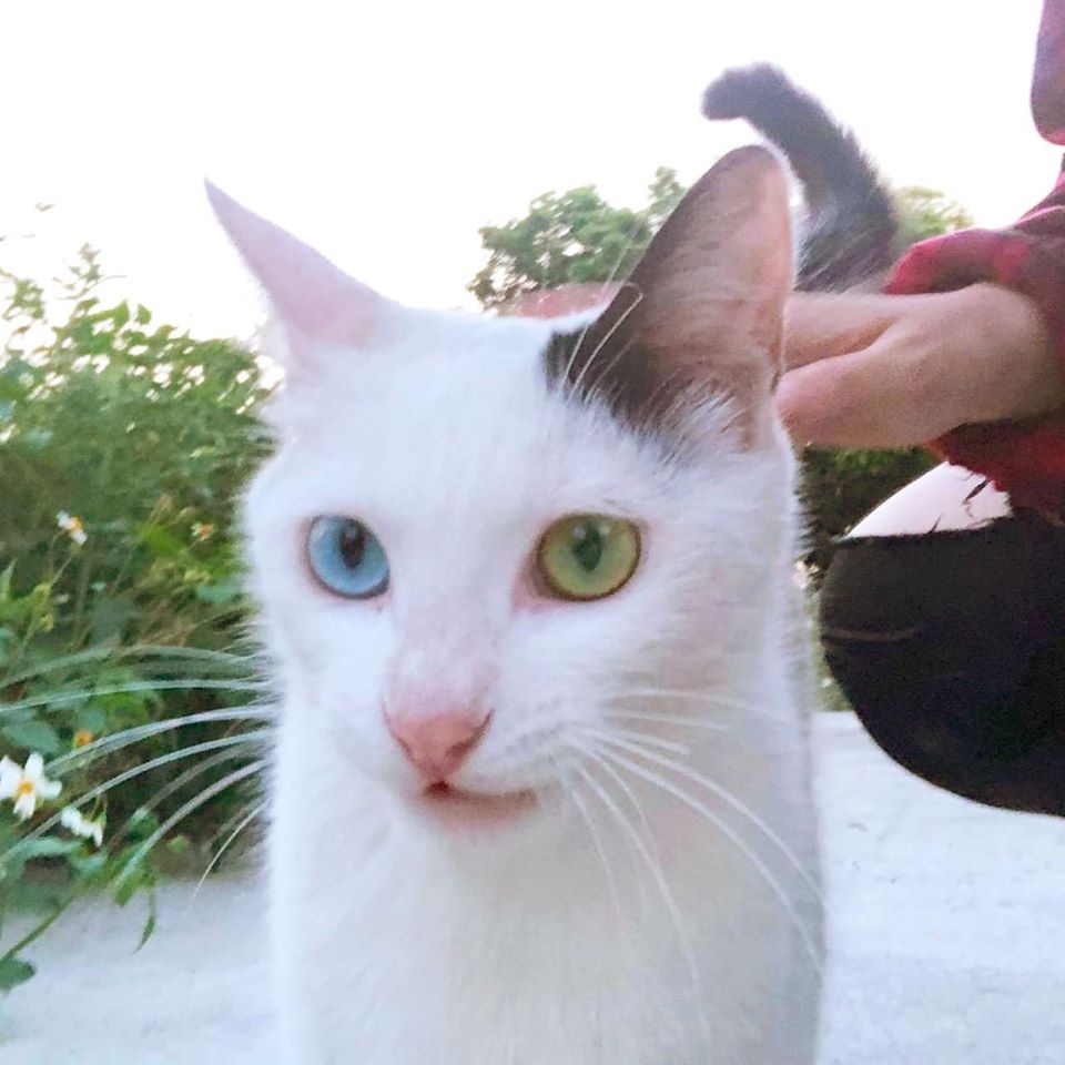 台灣之心愛護動物協會 虹膜異色症 異色瞳夥伴在一次抓紮任務中 遇見了超美又親人的異色瞳貓貓 為什麼貓咪的雙眼顏色會不同呢 Nu0mo7 Plurk