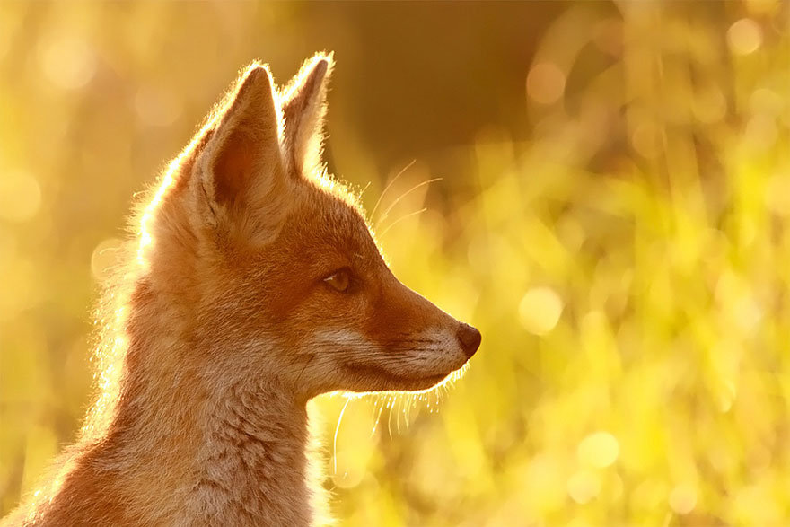 蛍＊イカサギ何時うごく 共有 [手動再轉][廣陵散] 荷蘭攝影師Roeselien Raimond拍攝了無數的野生動物，但狐狸一直是他的最愛