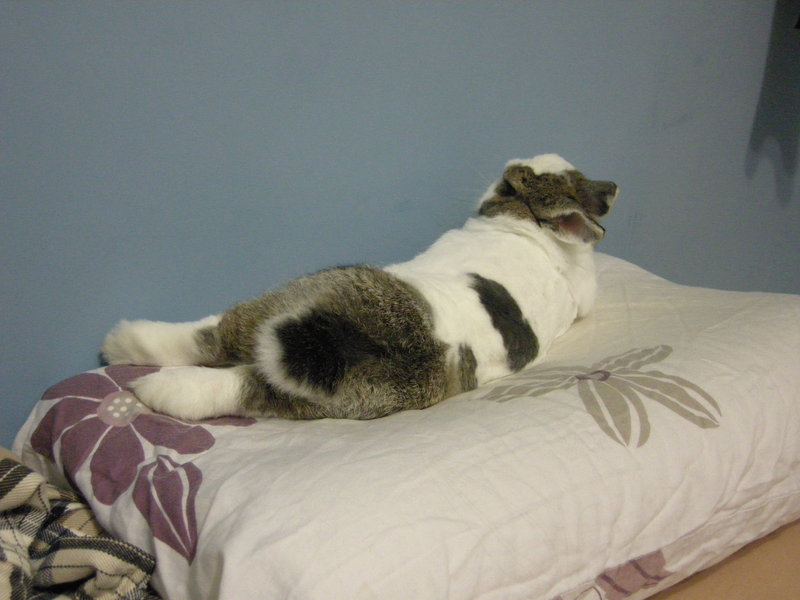 https://images.plurk.com/d8Pc-2cob4i29dXiDUTJCxVDQLY.jpg