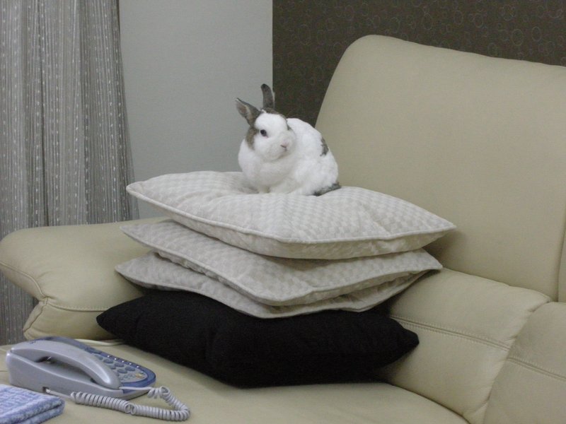 https://images.plurk.com/d8Pc-3wa0hTYySRIZVA9g0x4XnE.jpg