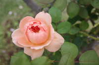 https://images.plurk.com/111hJK7r6KkKOcCzfJWWn4.jpg