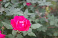 https://images.plurk.com/11ppyvfxiKgH4EmxRCtmE.jpg