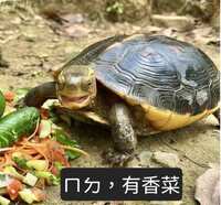 https://images.plurk.com/11yUX92BX5cUJd9tCeuxsH.jpg