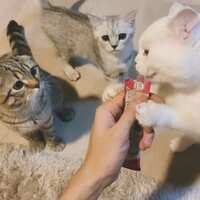 https://images.plurk.com/126L6iCKvypUaJ4YCXn4zc.jpg