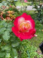 https://images.plurk.com/13KJldGZm3vG59J8hGkiWK.jpg