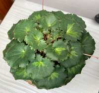 https://images.plurk.com/14BSGM9zWh6aX7JboFrLaK.jpg