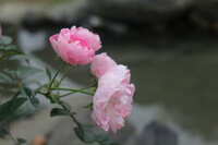 https://images.plurk.com/14bGuslbXTf6XrjNPcQgOV.jpg