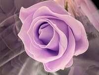 https://images.plurk.com/14sPs8pmuIliRqwYXqMWXH.jpg