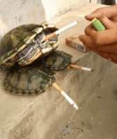 https://images.plurk.com/15SvgxwdrD086dbpXqdl73.gif
