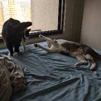 https://images.plurk.com/15azaTYHCXYMPeaVmpaT4b.gif