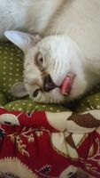 https://images.plurk.com/15ePHgjyYVZe72yi9knGJs.jpg