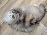 https://images.plurk.com/15lNraOHgNKLmmPqNK4oyL.jpg