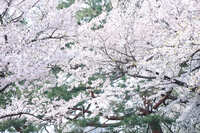 https://images.plurk.com/16L8AWzUOEqh3reKEysp3Z.jpg