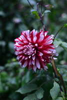 https://images.plurk.com/16Wre8BpiCVfGx5f9Paf2G.jpg